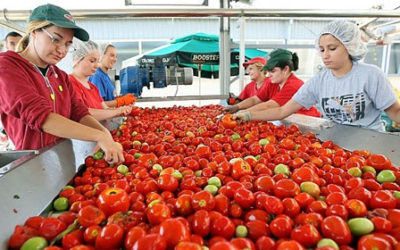 Apoyo a productores de tomate para nuevo acuerdo con EU: Sader- AMSDA