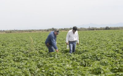 Creció 2.9% subsector agrícola de México: Agricultura