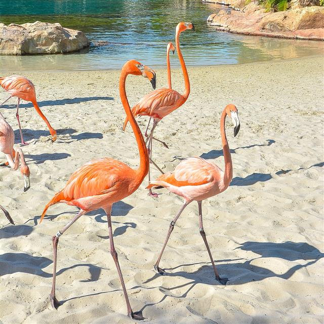 LLegó la extravagancia de los Flamingos a Discovery Cove®