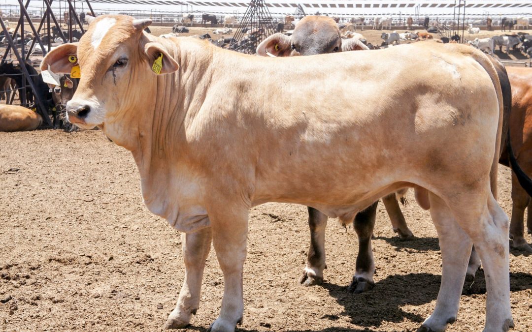 Previene Agricultura uso de clenbuterol para engorda de ganado