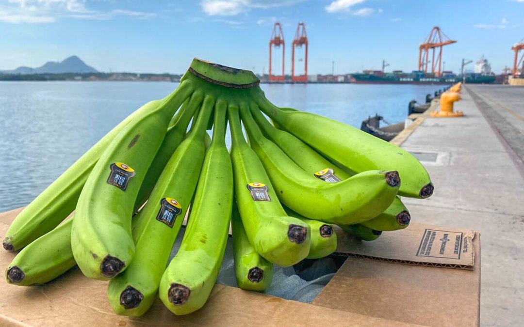 Inicia México exportación de plátano a China