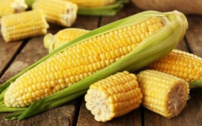 Salvaguarda Agricultura riqueza genética y producción de maíz
