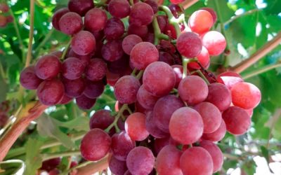 Anuncian recursos para combate de plagas y enfermedades de la uva