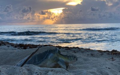 Sin precedentes incremento de anidación de tortuga marina en Cozumel