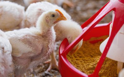 Establecen nuevas medidas para control y erradicación de influenza aviar