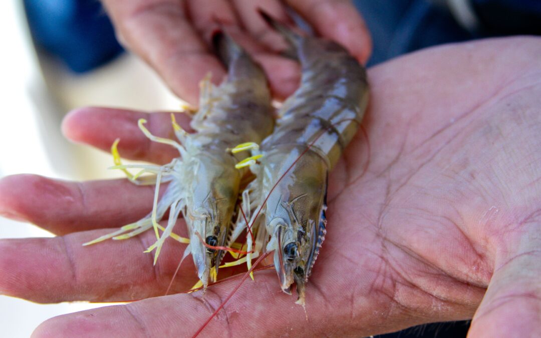 Evalúa Conapesca población de camarón silvestre en el Pacífico