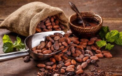 Cuenta México con potencial para autosuficiencia en cacao
