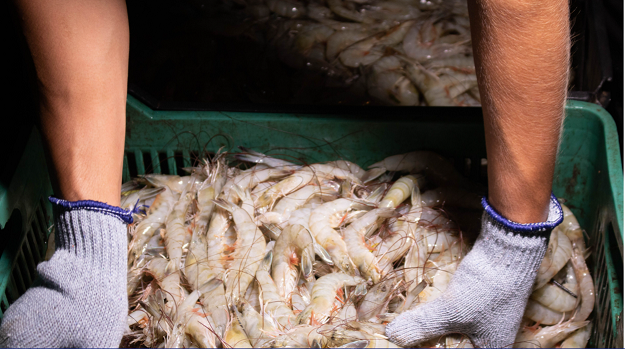 Capturan pescadores 290.15 toneladas en el primer día de zafra camaronera