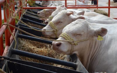 Convoca Agricultura a ganaderos y zootecnistas a erradicar tuberculosis bovina