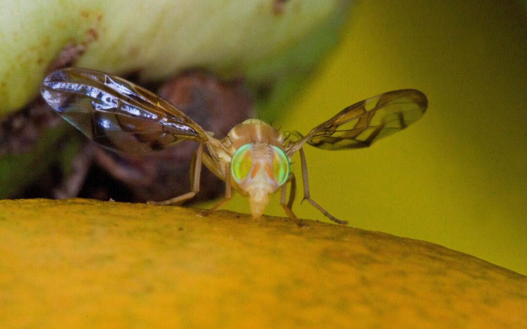 Activa Agricultura dispositivo para erradicar la mosca del Mediterráneo