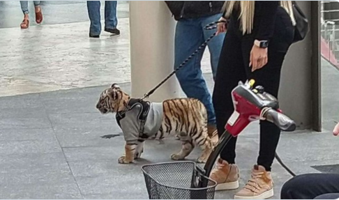 Rastrea Profepa a tigre cachorro visto en plaza comercial