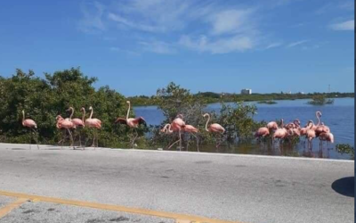 Reportan presencia de flamingos en carretera de Yucatán