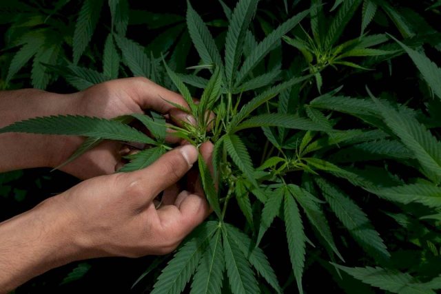 Regulación del cannabis, tema que sobresale en la LXIV Legislatura