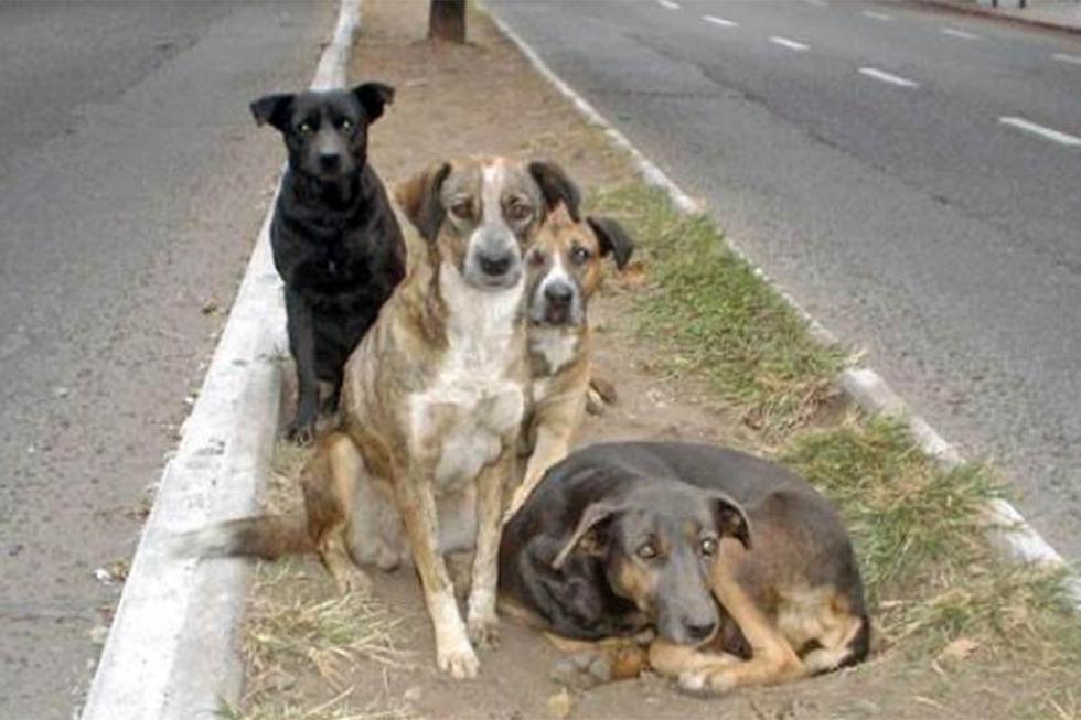 Piden campañas de esterilización de perros y gatos en situación de calle