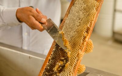 Aumenta 25 % producción de miel en cinco estados