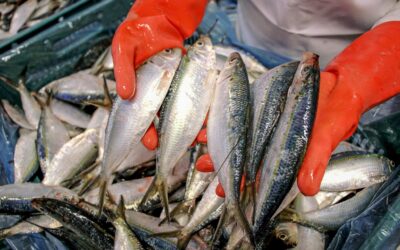 Fomenta Agricultura pesquería sustentable de la sardina