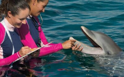 Se suma The Dolphin Company a iniciativa de Cancún: Women in Global Travel del WTTC