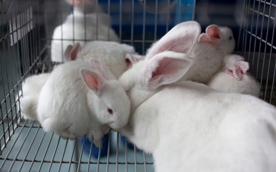 Vacunan a 390 mil conejos  contra enfermedad viral
