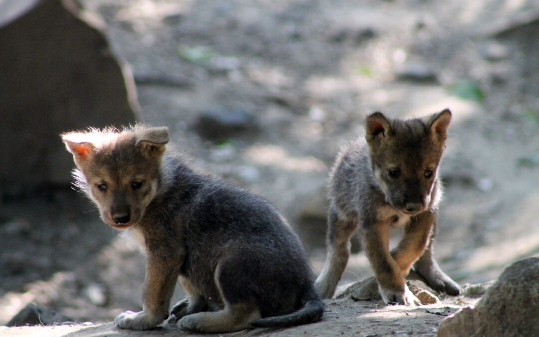 Nacen cinco lobos mexicanos en Chapultepec