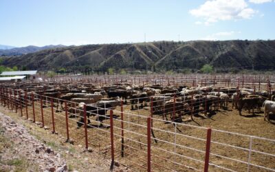 Revalida la OMSA trabajo de México contra enfermedad de vacas locas