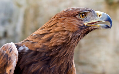 Hoteles City celebra 10 años de proteger al águila real