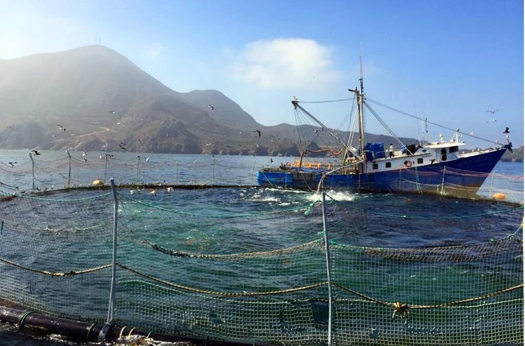 Establece Agricultura volumen máximo de captura de atún aleta azul