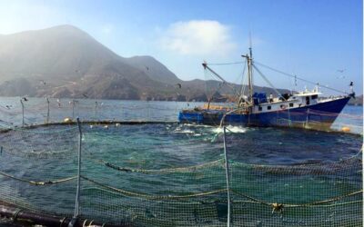 Establece Agricultura volumen máximo de captura de atún aleta azul