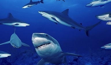 Publica Agricultura Plan de Manejo Pesquero de tiburones y rayas