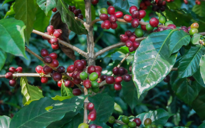 Evaluación de precios del café beneficiará a productores y consumidores