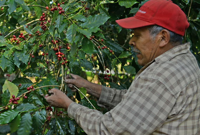 Con buenas perspectivas, inicia cosecha de café en Veracruz