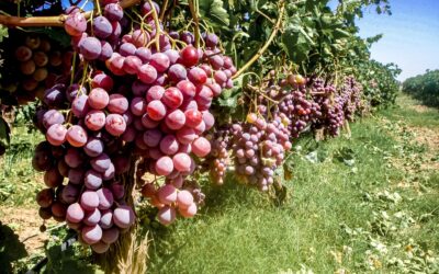 Acuerdan Agricultura y vitivinícolas fortalecer acciones en Valle de Guadalupe