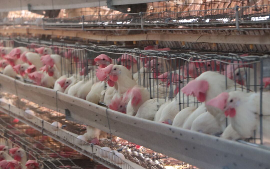 Ante Alerta por influenza aviar AH5N1 en Yucatán, fluye abasto de huevo y pollo