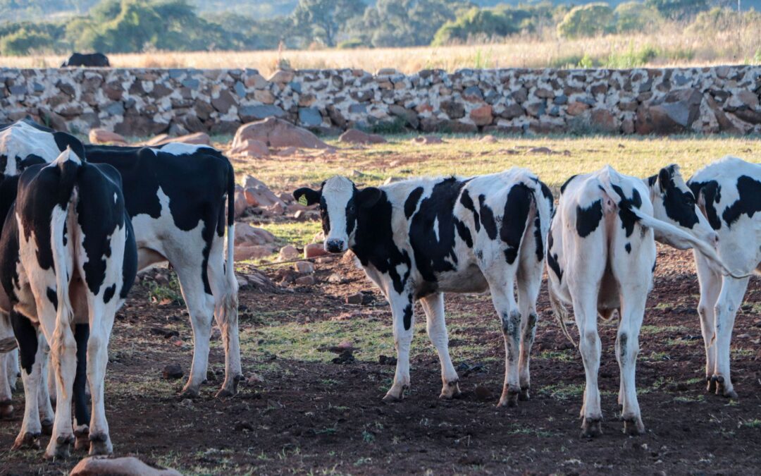 Presenta Agricultura rediseño de Plan contra tuberculosis bovina 