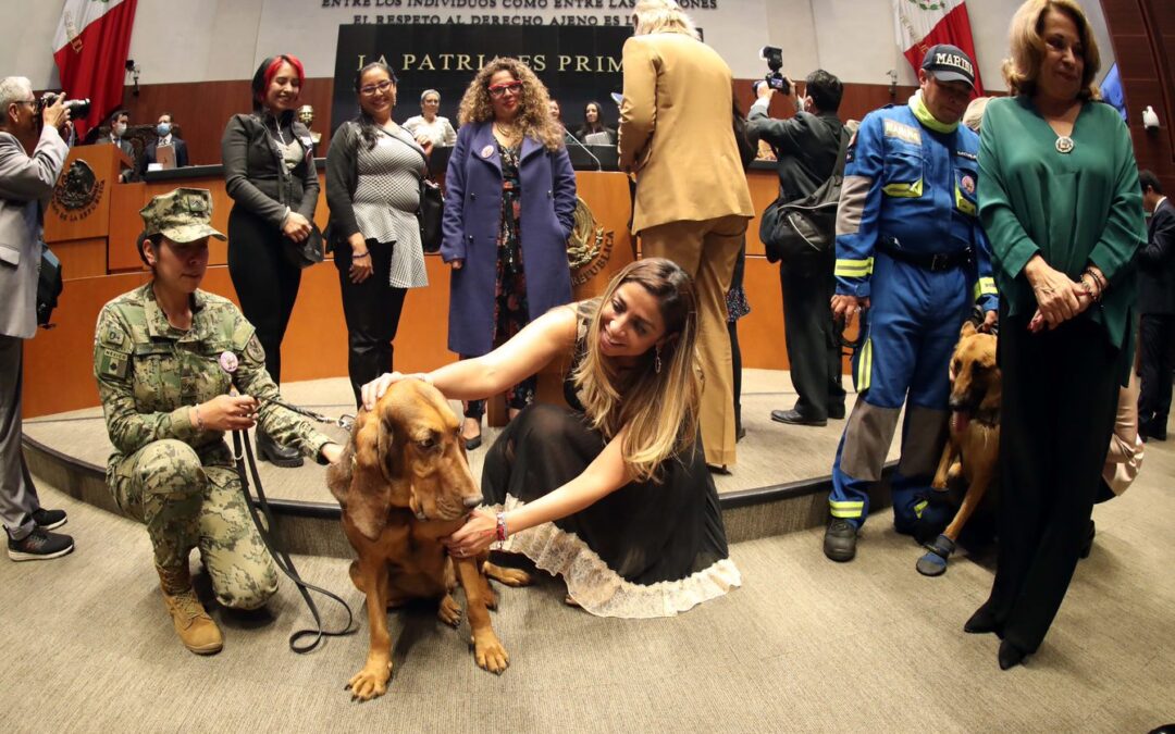 Senado rinde homenaje a rescatista canina “Frida”