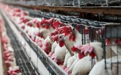 Retira Agricultura cuarentena a la avicultura de Yucatán