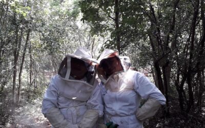 Es urgente entender que sin abejas no hay futuro: Ramírez Marín