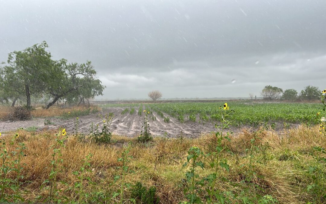 Beneficia estimulación de lluvias más de 700 mil hectáreas agrícolas