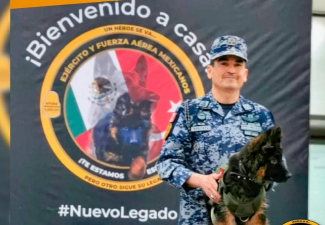 Llega a México cachorro donado por Turquía