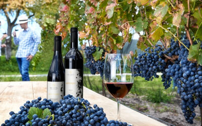 Industria de la viña y vino, motor de crecimiento y empleo para 15 entidades del país