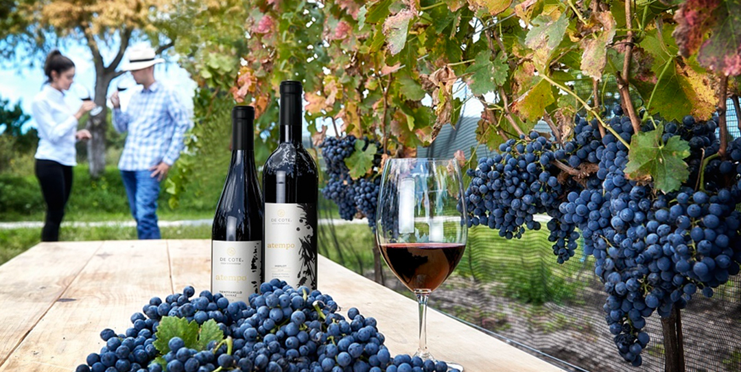 Industria de la viña y vino, motor de crecimiento y empleo para 15 entidades del país