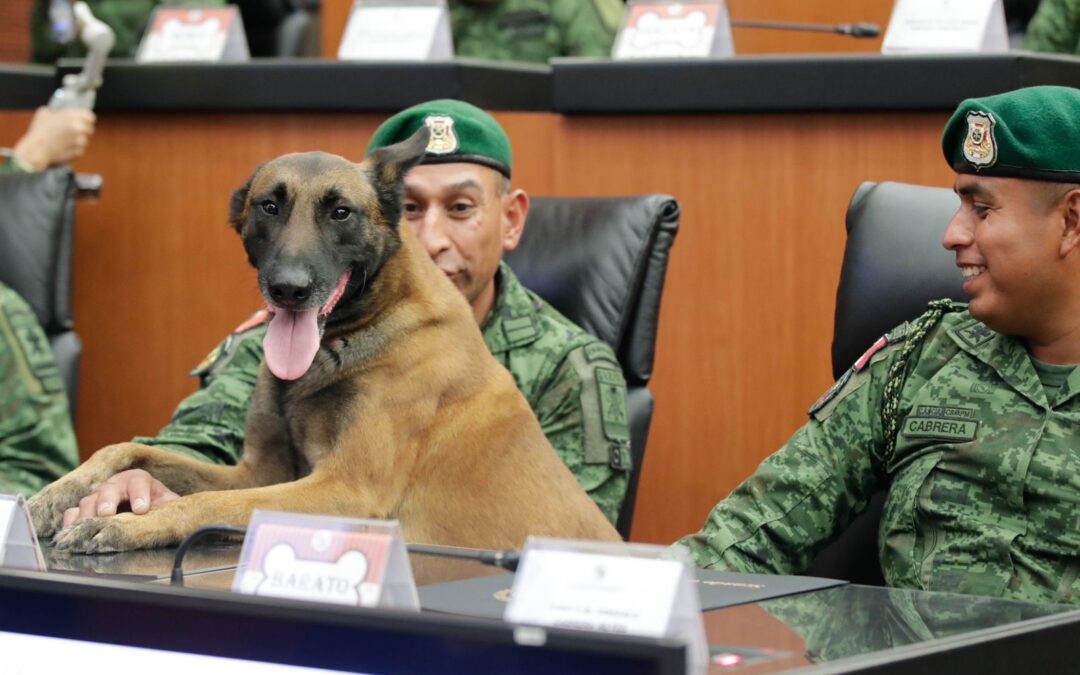 Entrega Senado reconocimientos a binomios caninos de rescate