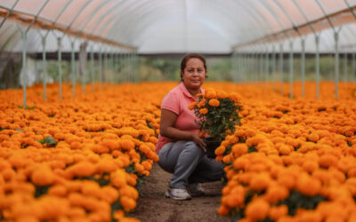 Ejidatarios de Xochimilco listos para ofrecer 5 millones de cempasúchil
