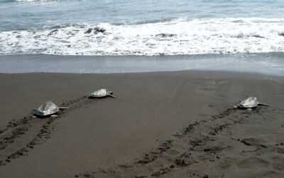La fascinante aventura de liberar tortugas en Acapulco