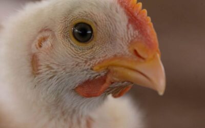 Declara Agricultura a México libre de influenza aviar de alta patogenicidad 