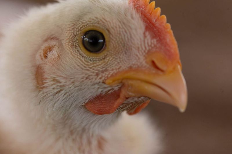 Declara Agricultura a México libre de influenza aviar de alta patogenicidad 